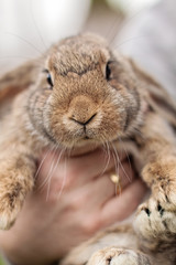 Rabbit in hands