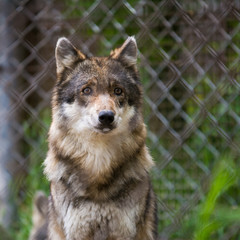 Naklejka na ściany i meble View wolf in captivity behind mesh