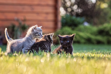 Obraz premium Kitten in the garden