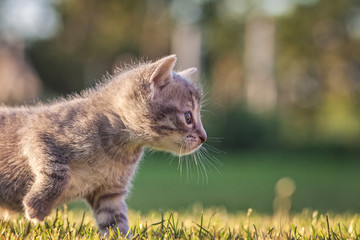 Kitten in the garden