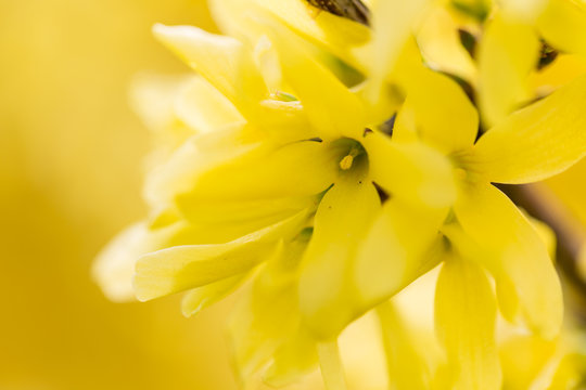 blossoming forsythia shrub detail