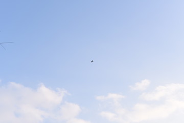 Sky and bird