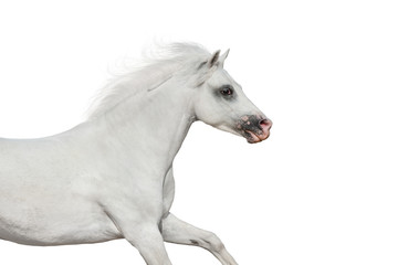 Plakat White beautiful pony portrait in motion isolated on white background