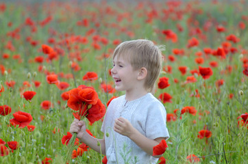 poppies