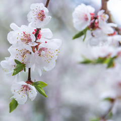 spring flowers  apricot on branches  apricot