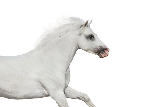 White beautiful pony portrait in motion isolated on white background