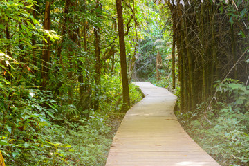 wooden bridge to jungle with natural background