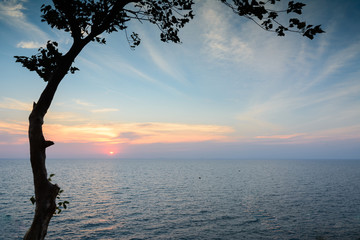 View of a sea with tree at sunset
