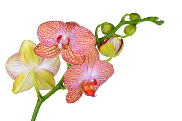 Closeup of a pink orchid isolated on white background