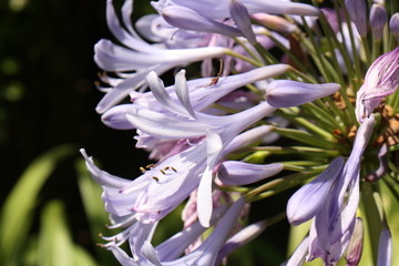 hyacinth purple flower