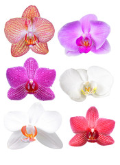 Fototapeta na wymiar Colorful orchid flowers isolated on white background