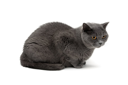 gray cat breeds Scottish Straight isolated on white background