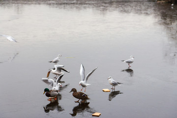 Swans birds and ducks in the wild