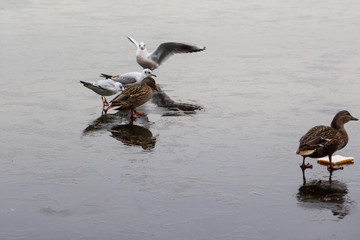 Birds feeding in the wild