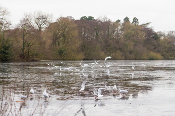 Birds feeding in the wild