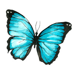 Illustration of a blue butterfly painted by hand with watercolor
