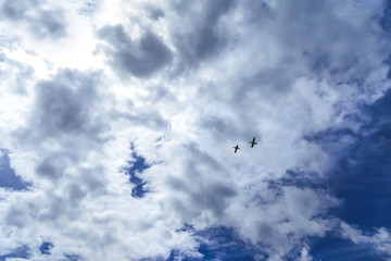Two wild ducks on cloud background