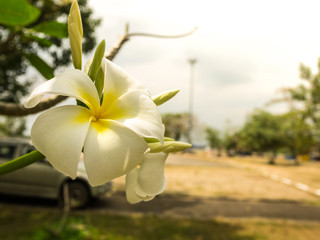 White plumeria with sky background