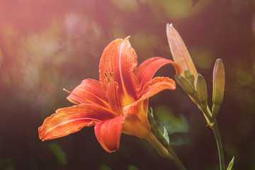 Lily flower. Summer solar background, photo wallpaper. Soft focus, toning