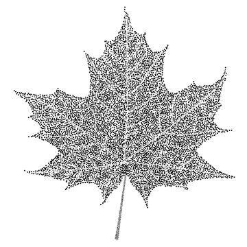Black and white maple leaf on white background. Vector eps10 illustration