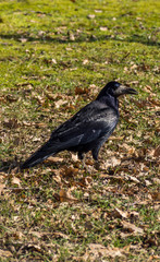 Rabe auf Wiese