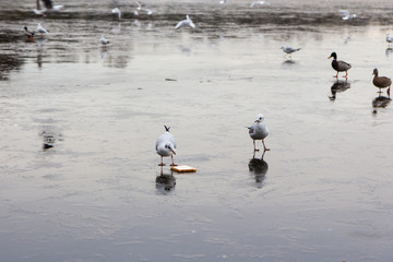 Obraz premium Swans birds and Ducks in the countryside in middle England