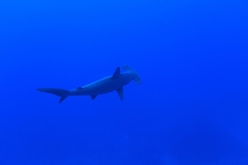 Fototapeta premium Hammerhead