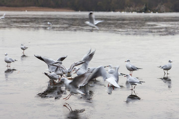 Swans birds and Ducks in the countryside in middle England