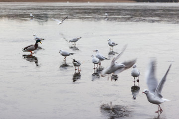 Swans birds and Ducks in the countryside in middle England