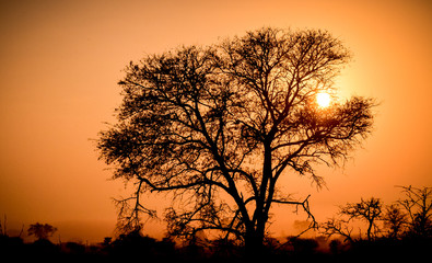 Africa sunset tree