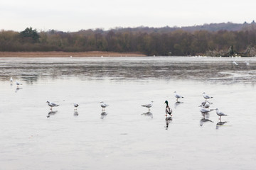 Swans birds and Ducks in the countryside in middle England