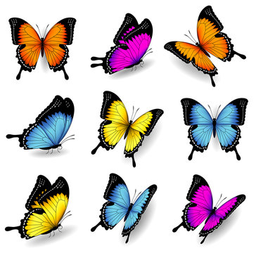 Vector color butterfly illustrations