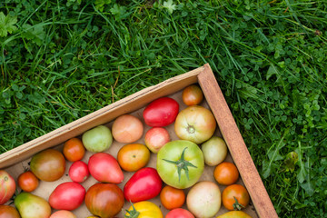many colorful tomatoes with different size background in a wooden tray on green grass