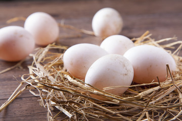 Eggs in the nest with morning light