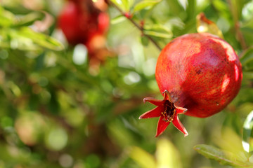 Granatapfel