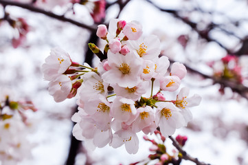 Naklejka premium Cherry blossoms