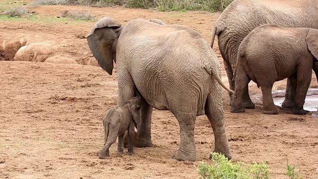 Cute baby African elephant standing on hind legs to suckle
