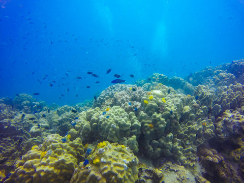Young coral reef formation on sandy sea bottom. Deep blue sea perspective view with clean water and sunlight. Marine life with animals and plant. Underwater photo of coral reef in blue tropical lagoon