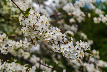 Blossoming cherry branch