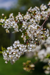 Blossoming cherry branch