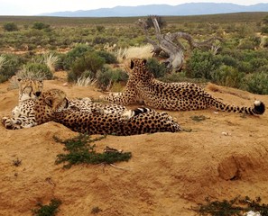Leopards resting in savannah