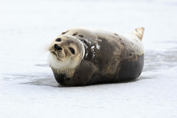 Harp seal