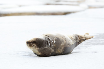 Harp seal