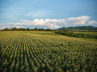 Cornfield farm