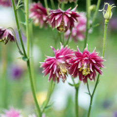 Obraz premium Flowers Aquilegia vulgaris var. Stellata