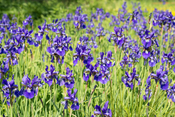 Obraz premium Flowers irises in the garden