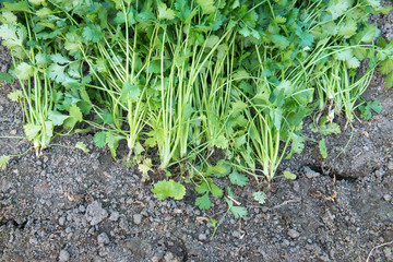 Coriander harvesting background