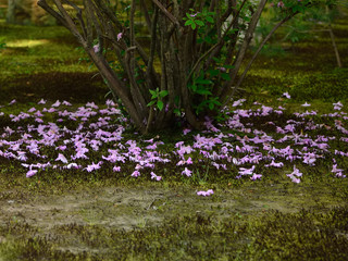 日本庭園　落花