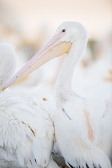 An American White Pelican stands up with its head and beak in soft light showing off its pink and orange beak.