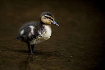 A baby Mallard chick stands in shallow water in soft overcast light.